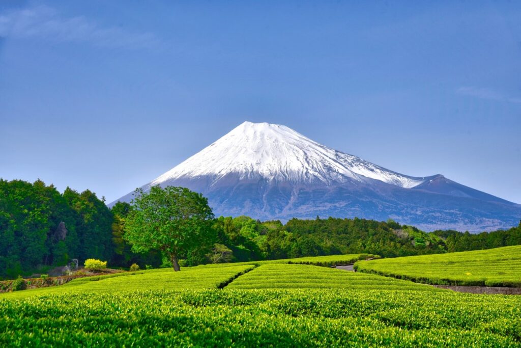 お茶畑と富士山(写真AC)